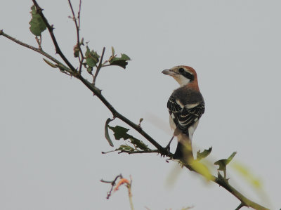 Woodchat Shrike 