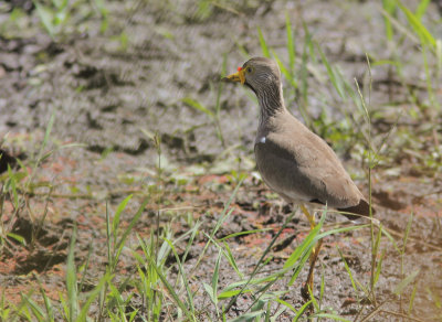 African Wattled Lapwing 