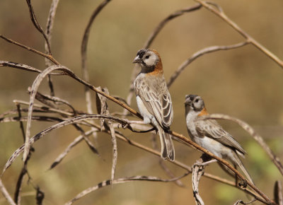 Speckle-fronted Weaver 