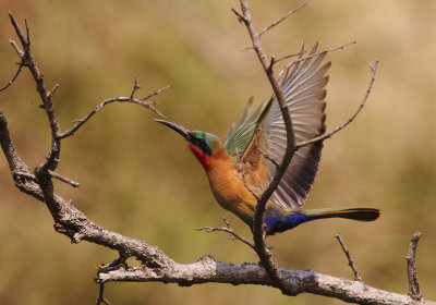 Red-throated Bee-eater 