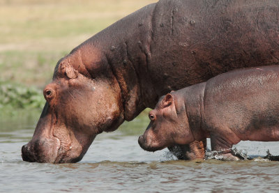 Hippopotamus