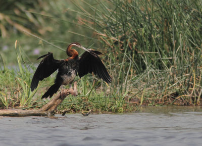 African Darter 