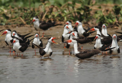 African Skimmer