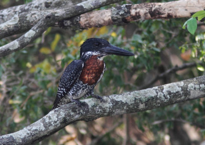 Giant Kingfisher 