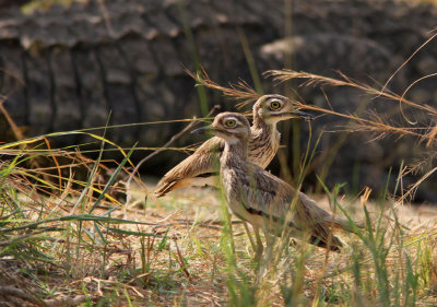 Senegal Thick-knee 