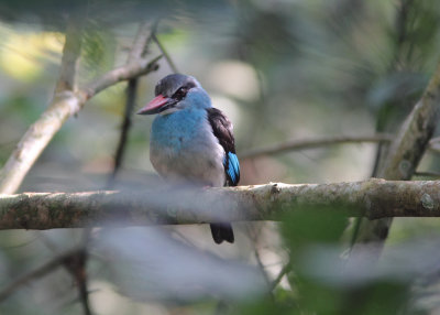 Blue-breasted Kingfisher 