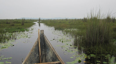 Mabamba swamp 