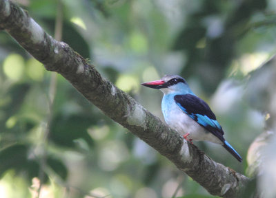 Blue-breasted Kingfisher