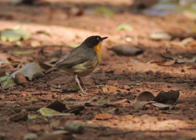 Forest Robin 