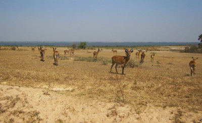 Murchison Falls National Park 