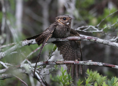 Madagascar Nightjar