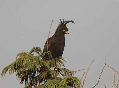  Long-crested Eagle