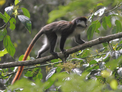Red-tailed monkey