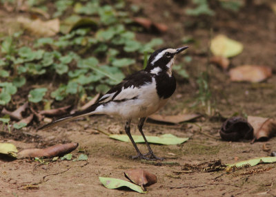 African Pied Wagtail 