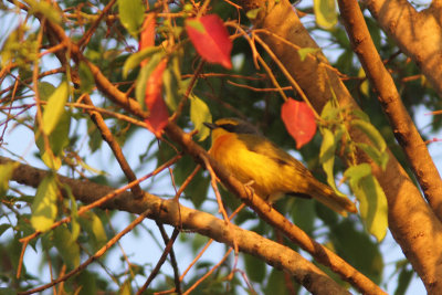 Sulphur-breasted Bush-shrike 