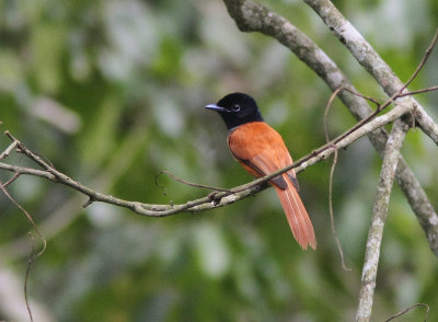 Red-bellied Paradise Flycatcher