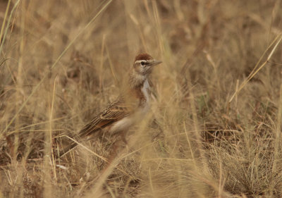 Red-capped Lark 