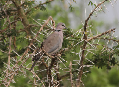 Ring-necked Dove