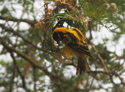 Village Weaver 