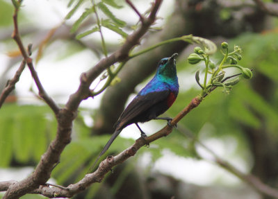 Red-chested Sunbird 