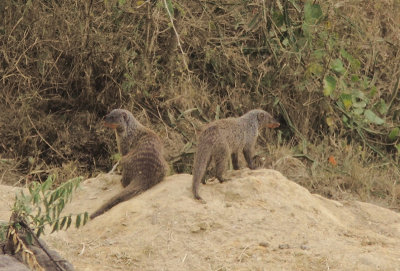Banded mongoose 