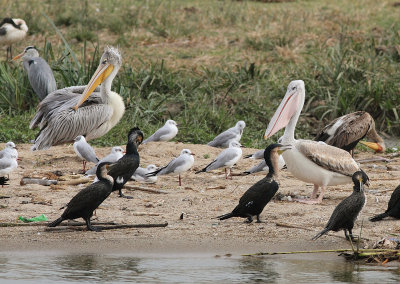 Pink-backed and Great White Pelican