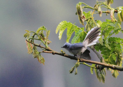 Blue-and-white Crested-flycatcher