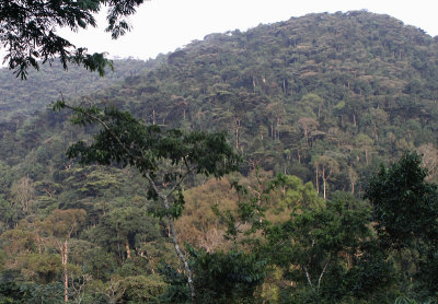 Bwindi Impenetrable National Park