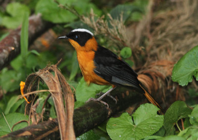 Snowy-crowned Robin-Chat 