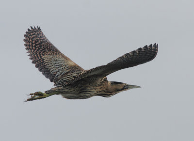 Bittern