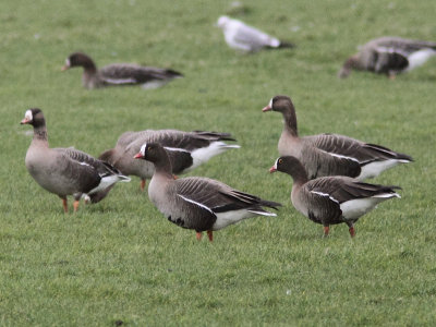 Lesser White-fronted Goose