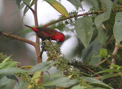 Black-bellied Seedcracker