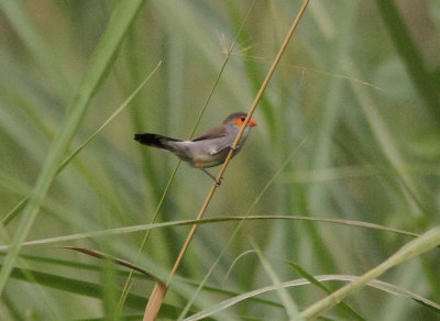 Orange-cheeked Waxbill