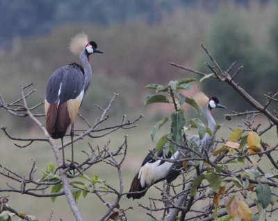 Grey Crowned-crane