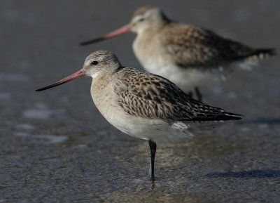 Bar-tailed Godwit