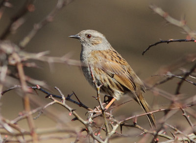 Dunnock 