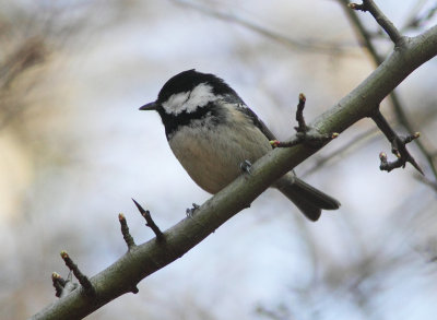 Coal Tit
