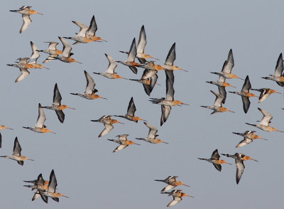 Black-tailed Godwit