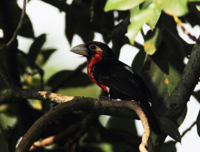 Double-toothed Barbet 