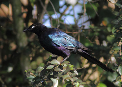 Rppell's Long-tailed Starling