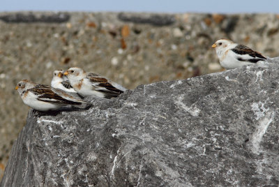 Snow Bunting