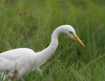 Intermediate Egret