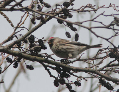 Common Redpoll