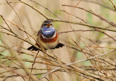 Bluethroat