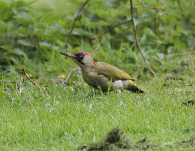 Green Woodpecker