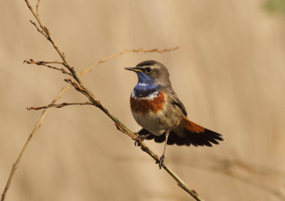 Bluethroat