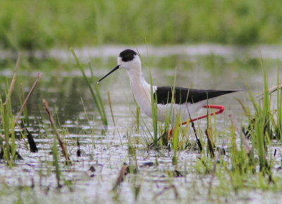 Black-winged Stilt