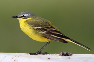 Blue-headed Wagtail