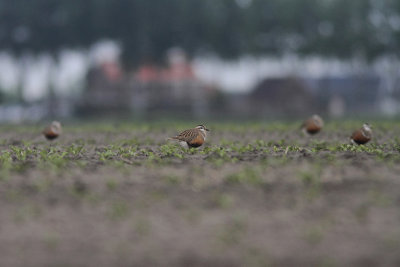 Dotterel