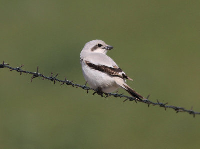 Steppe Grey Shrike